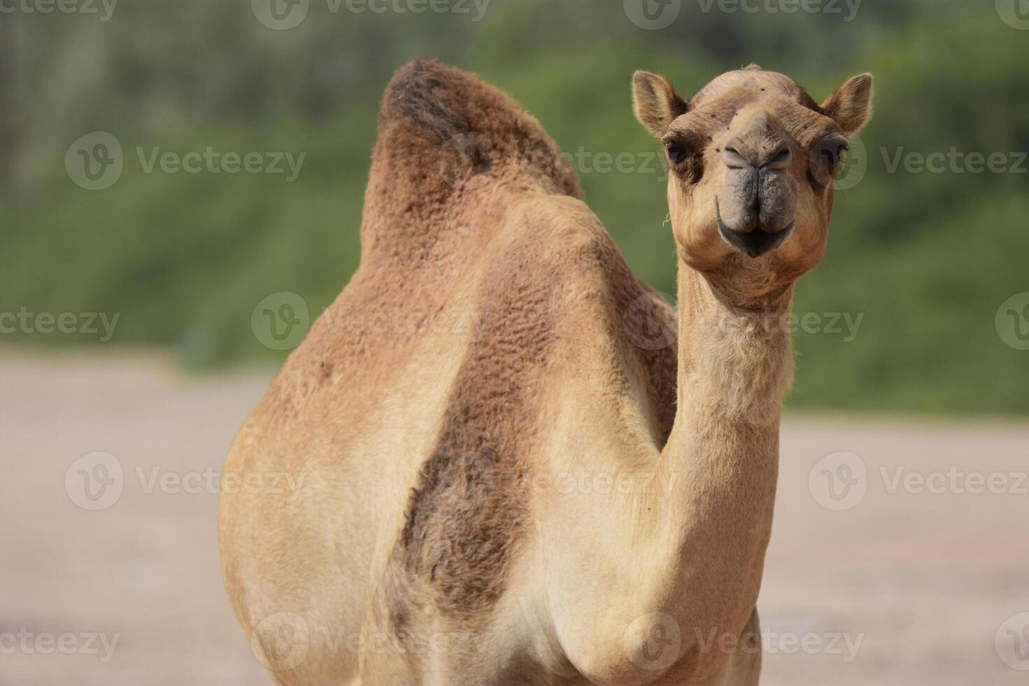 A camel standing on a dirt road photo