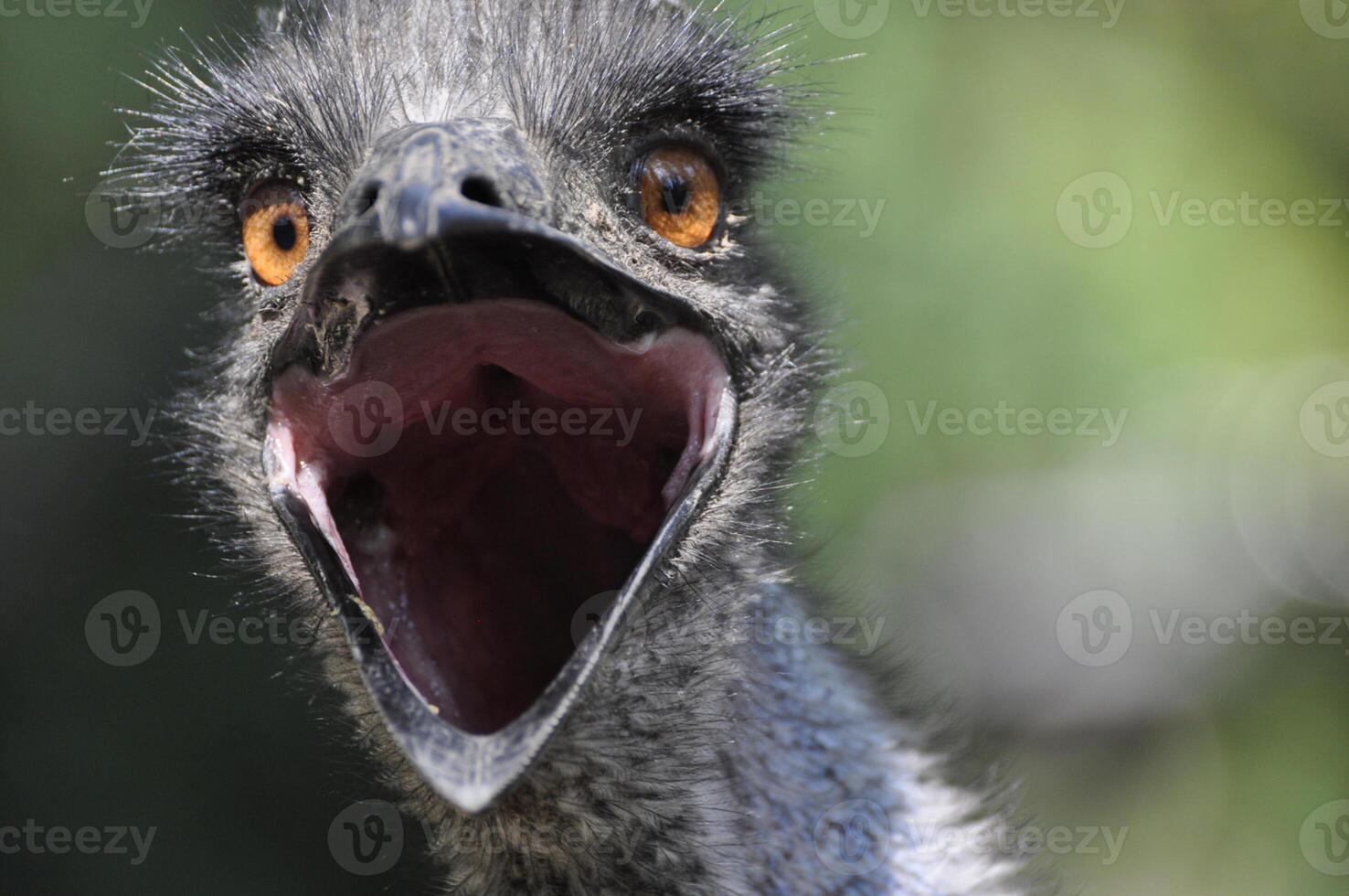 A close up of an emu with its mouth open photo