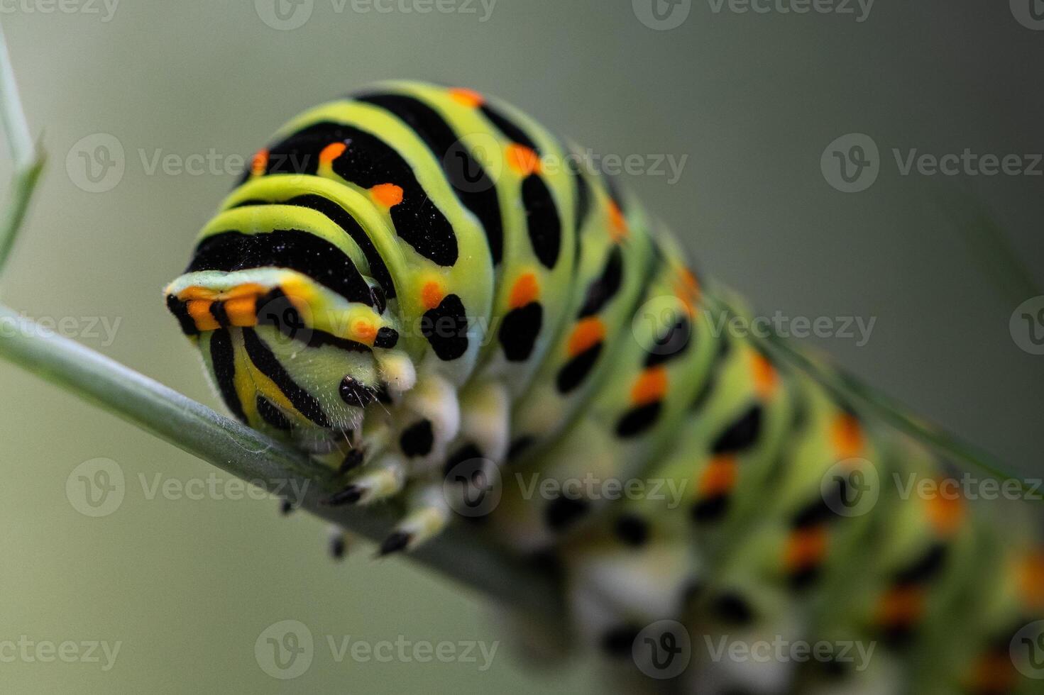 A caterpillar with black and yellow stripes on its back photo