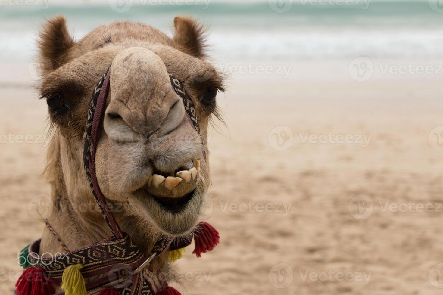 A camel with a bridle on photo