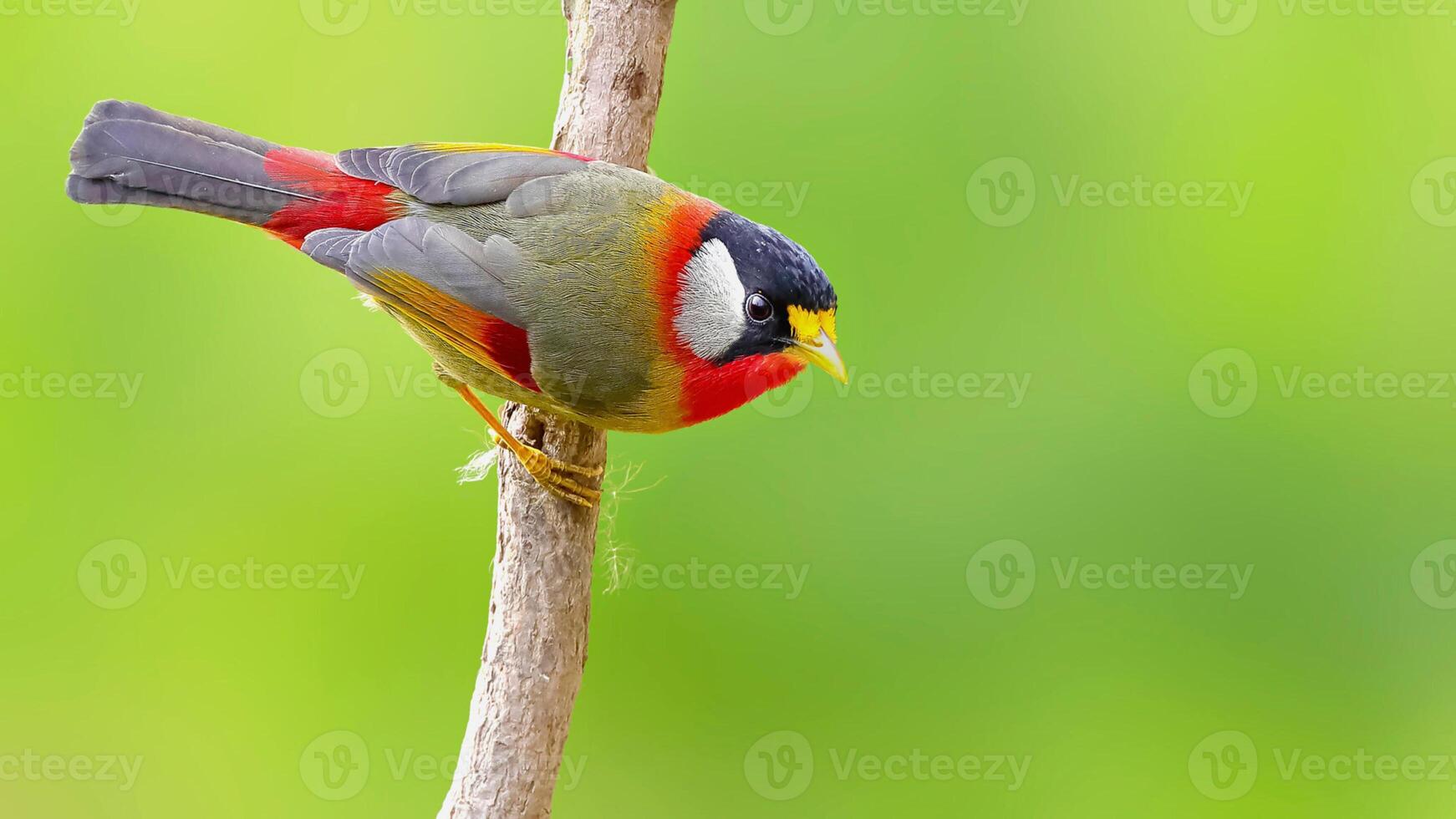 A small bird perched on a branch with a green background photo