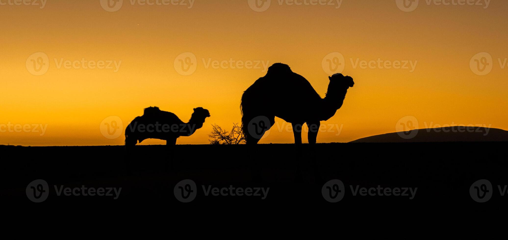 A camel and a horse are silhouetted against a sunset sky photo