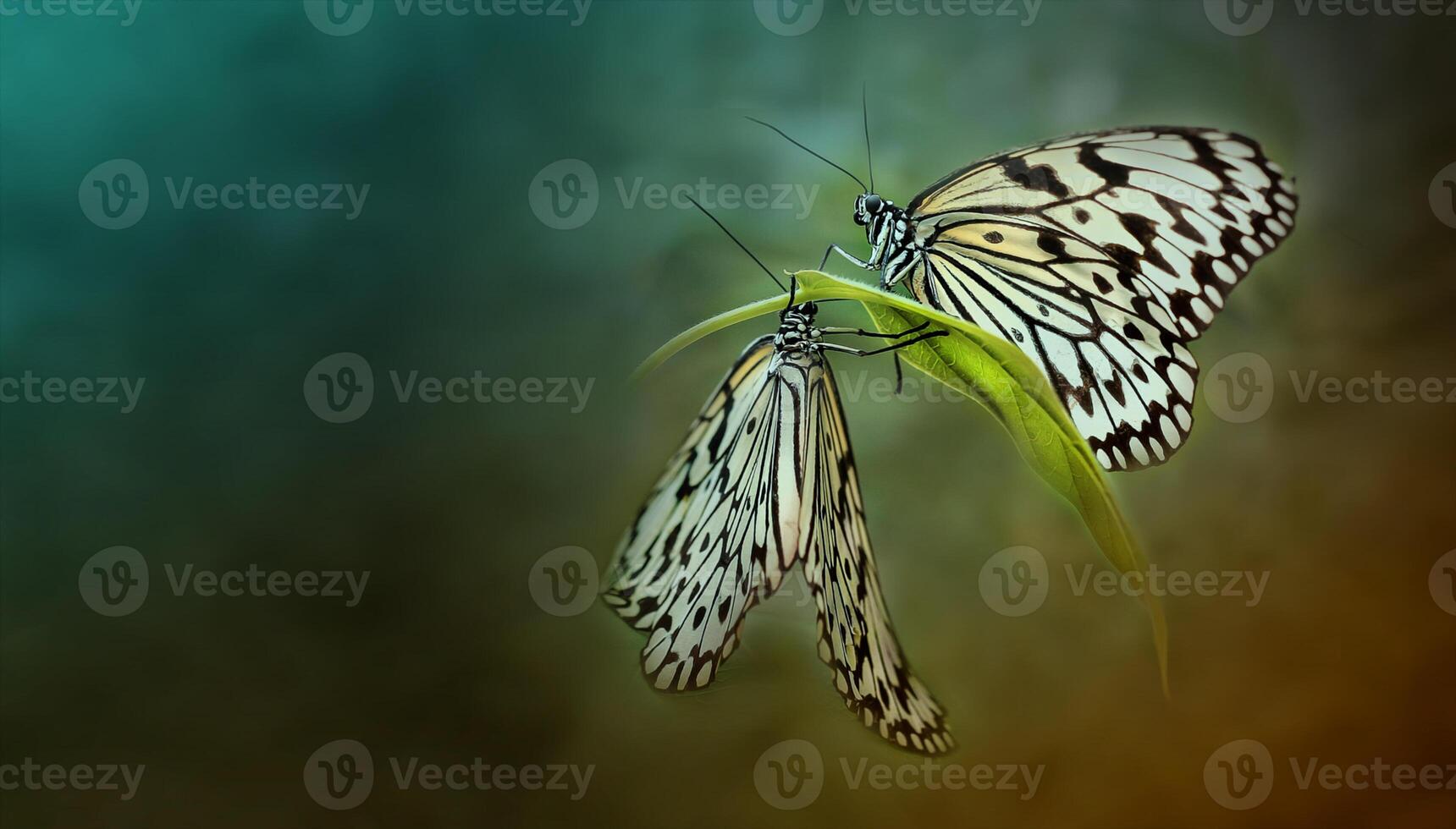 Two butterflies are sitting on a green leaf photo