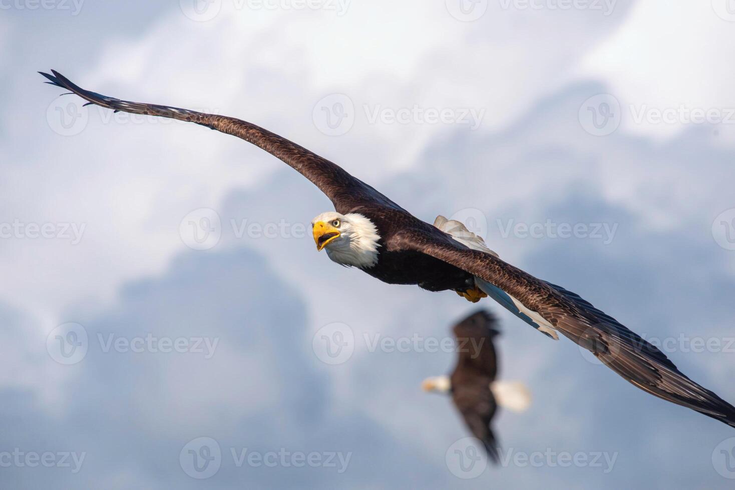 Two bald eagles flying in the sky photo