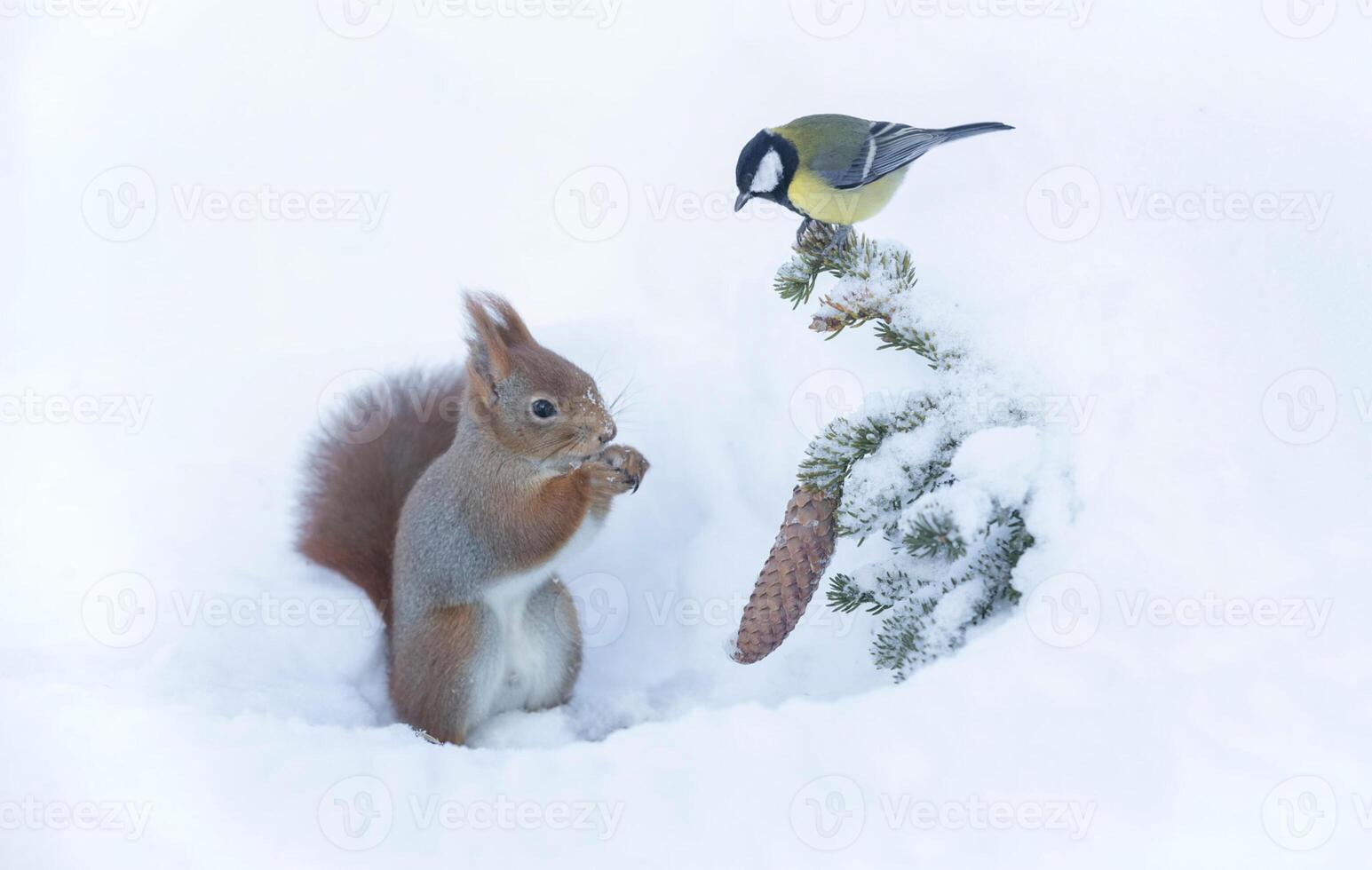A squirrel and a bird in the snow photo