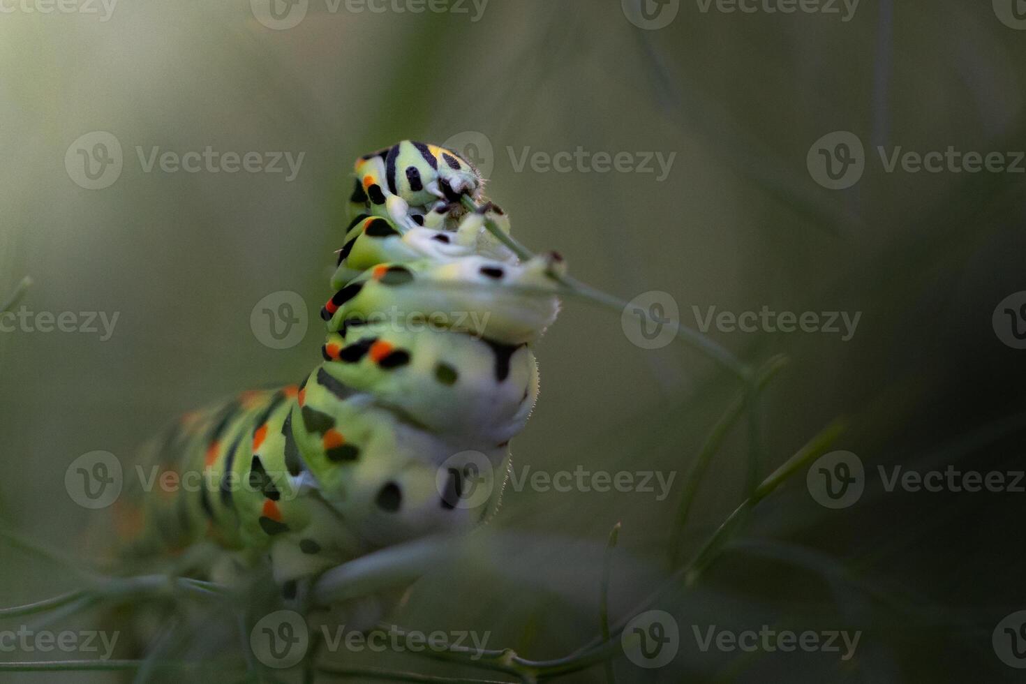 A caterpillar with black and white spots on its back photo