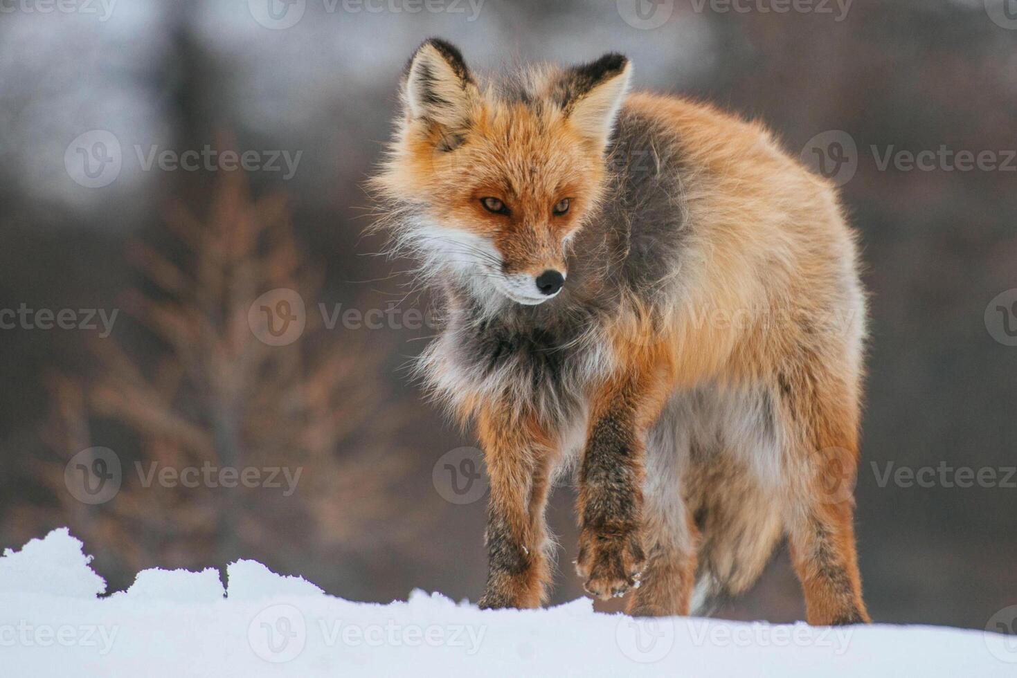 A red fox stands in the snow photo