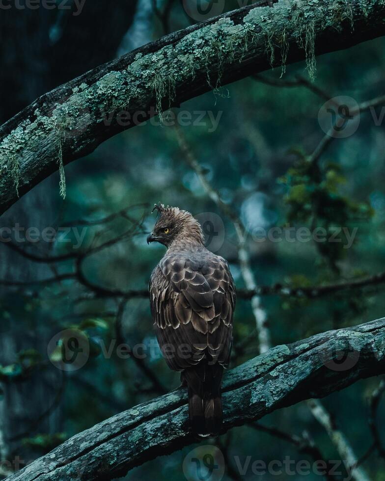 A hawk sitting on a branch in the woods photo