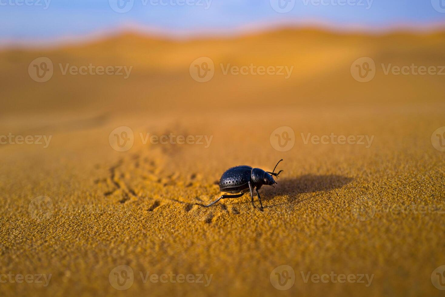 Beetle in the desert photo