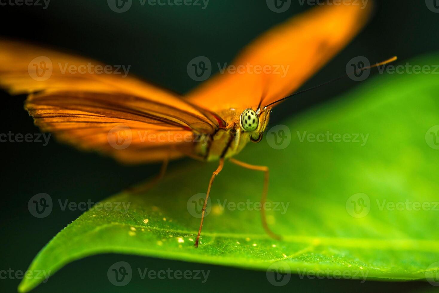 A close up of a butterfly on a green leaf photo
