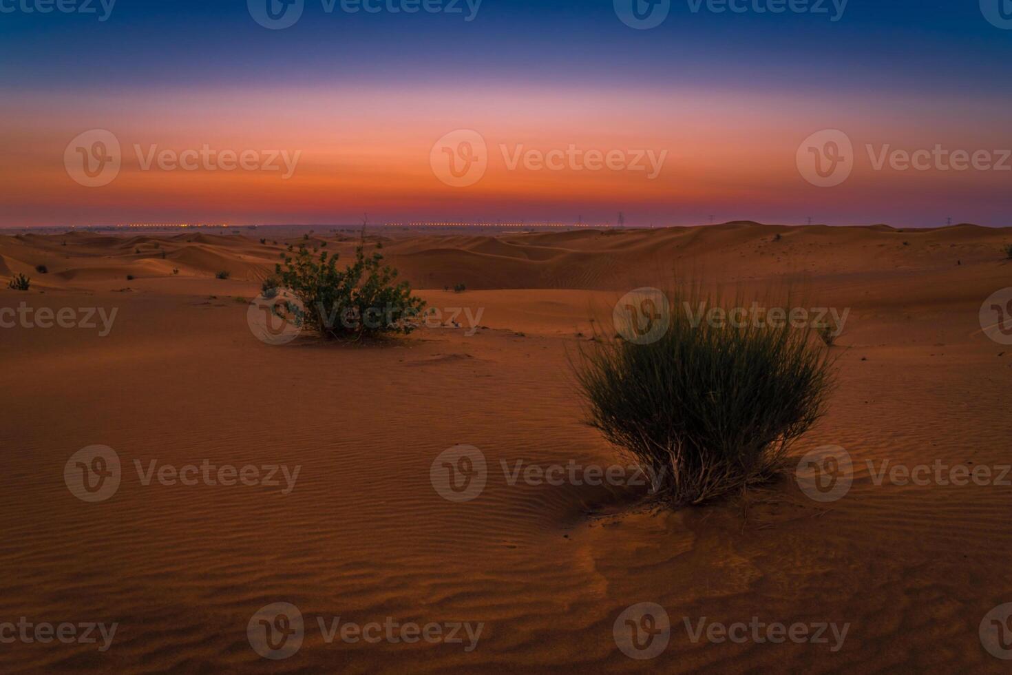 A desert landscape with a small plant in the middle photo