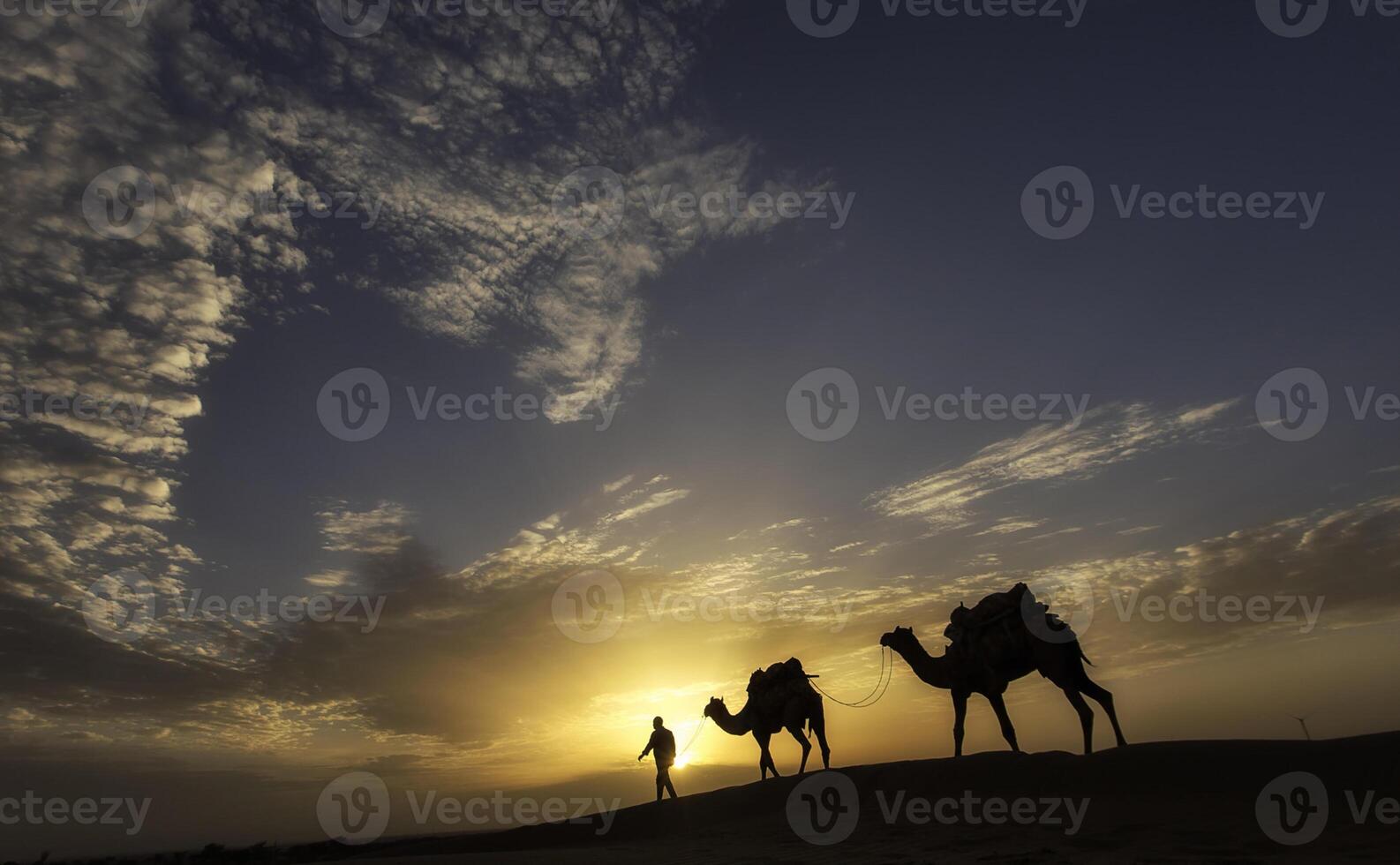 Three camels are walking in the desert at sunset photo