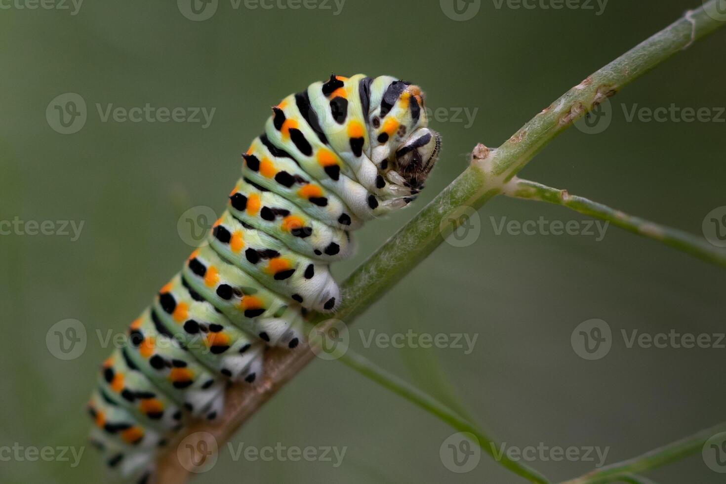A caterpillar with black and white spots on its body photo