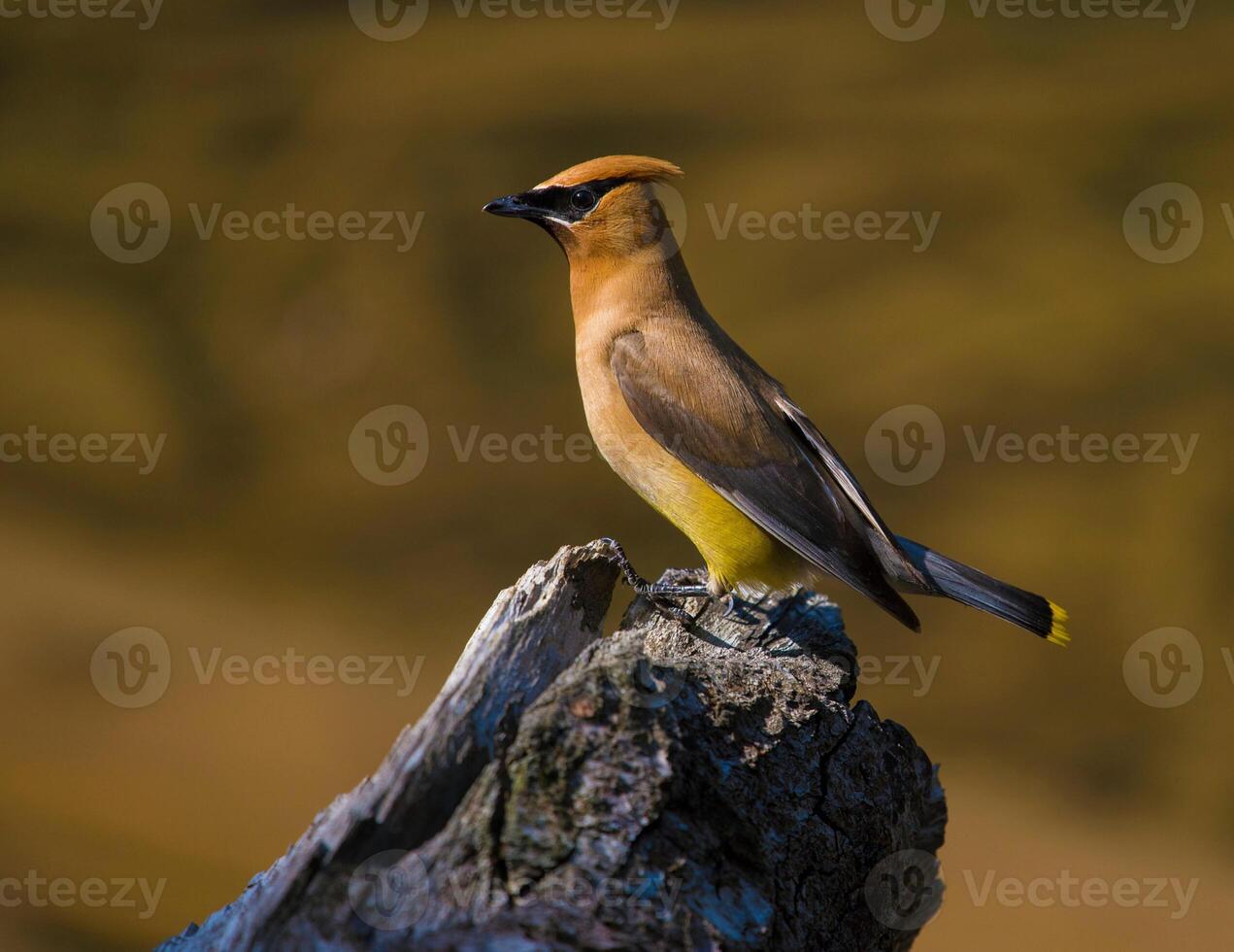 Cedar waxwing, by jason klein photo