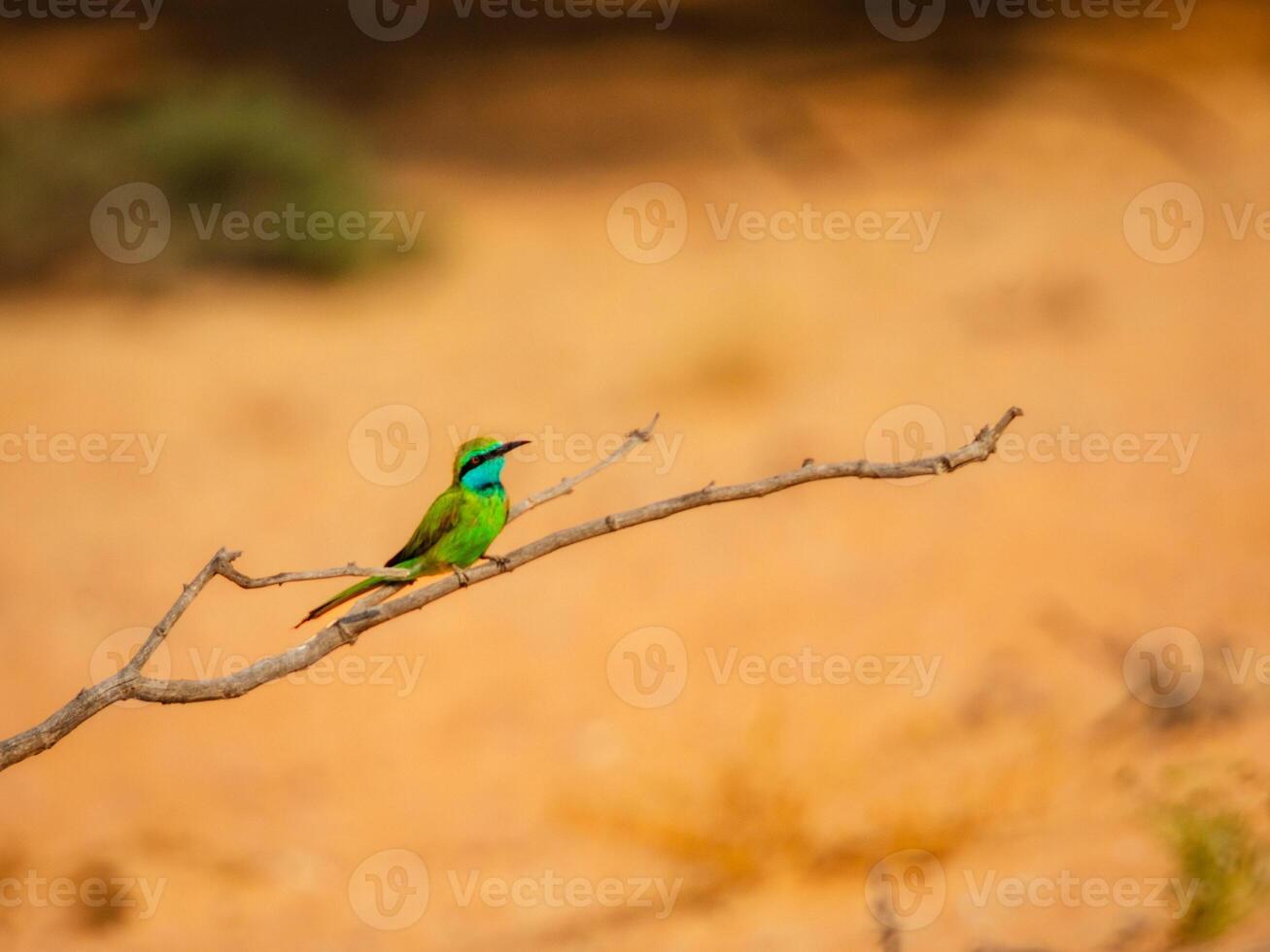 A small bird sitting on a branch in the desert photo