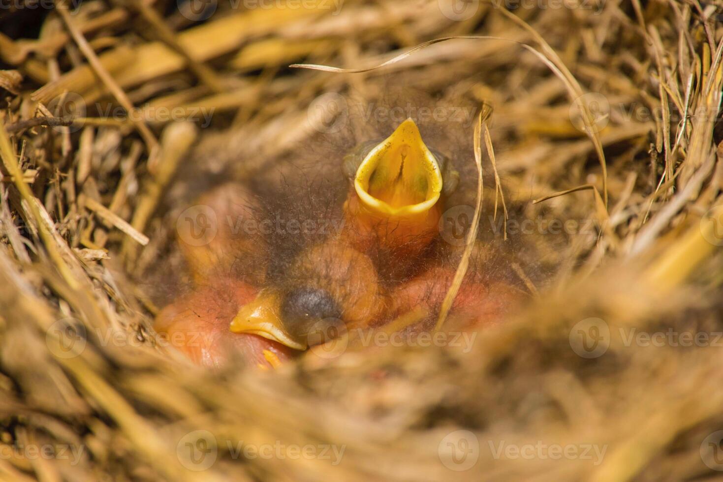A baby bird is sitting in a nest with its mouth open photo
