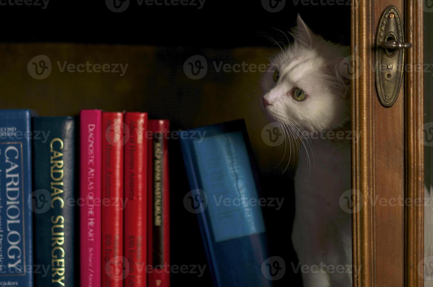 A cat sitting on a shelf photo