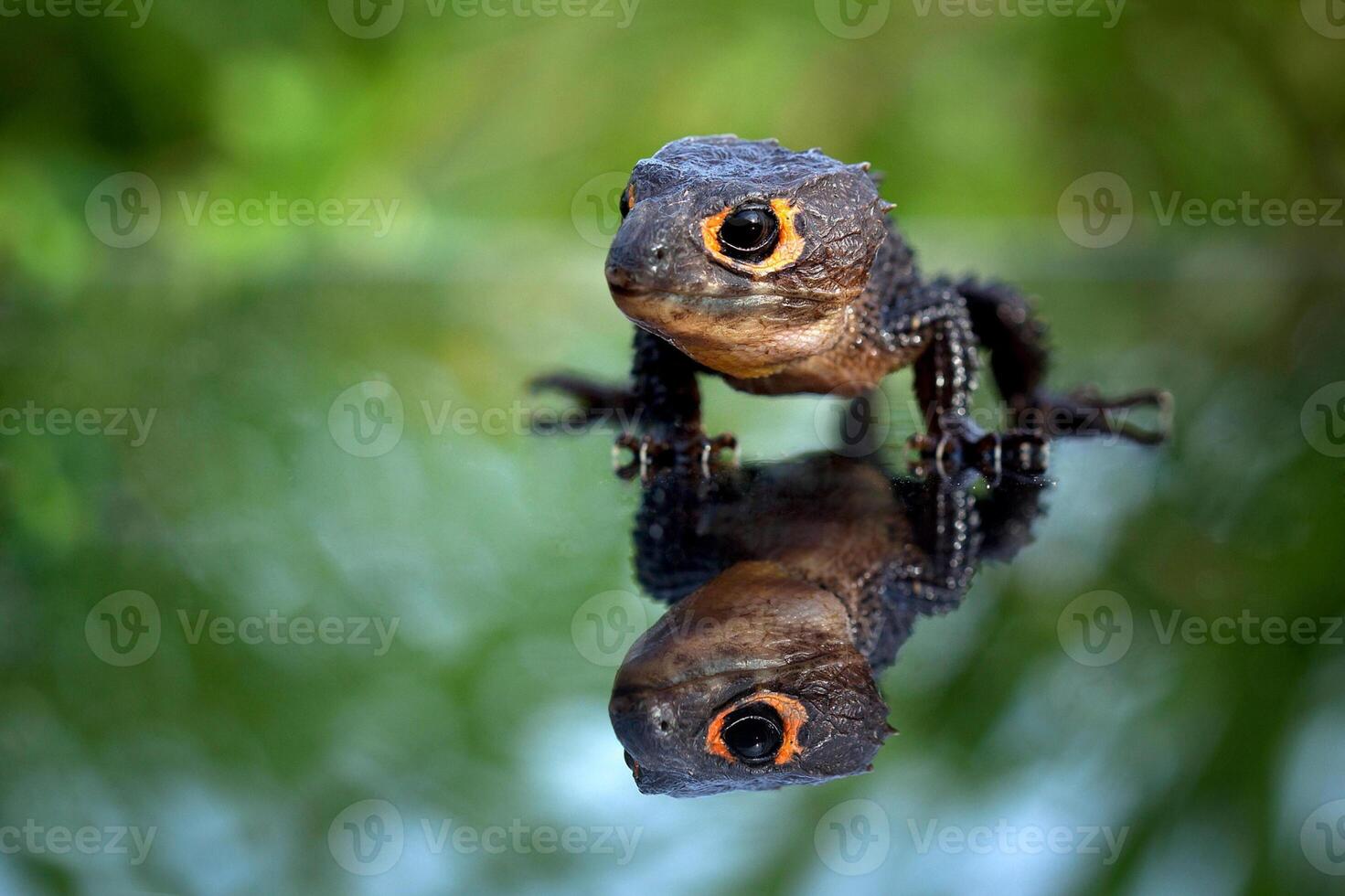A small lizard with its reflection on a mirror photo