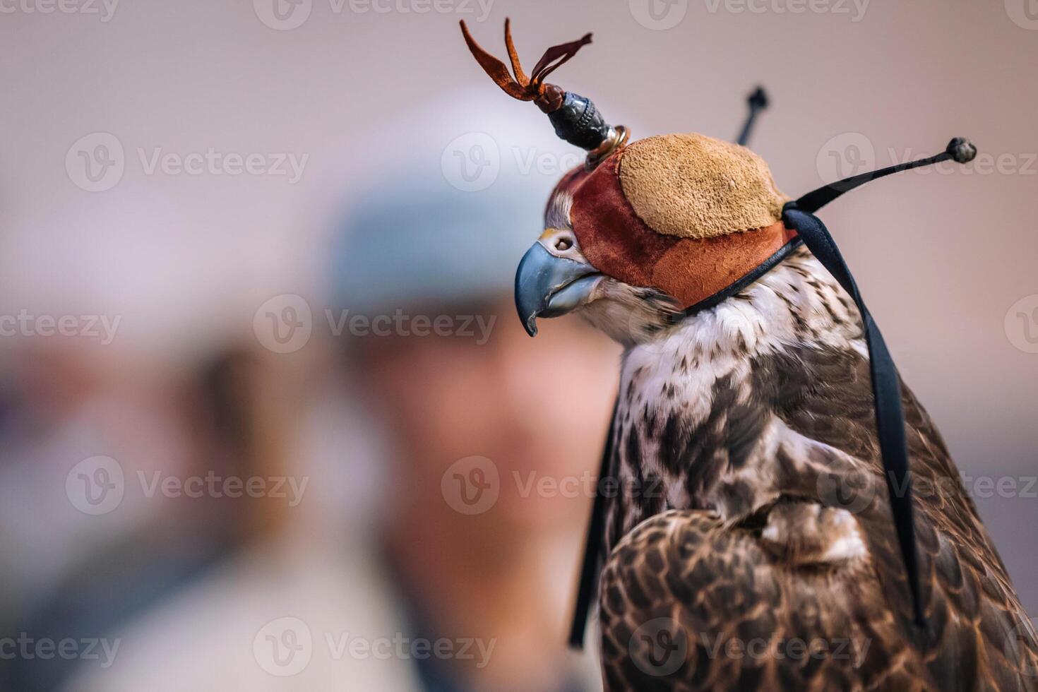 A falcon with a hat on its head photo