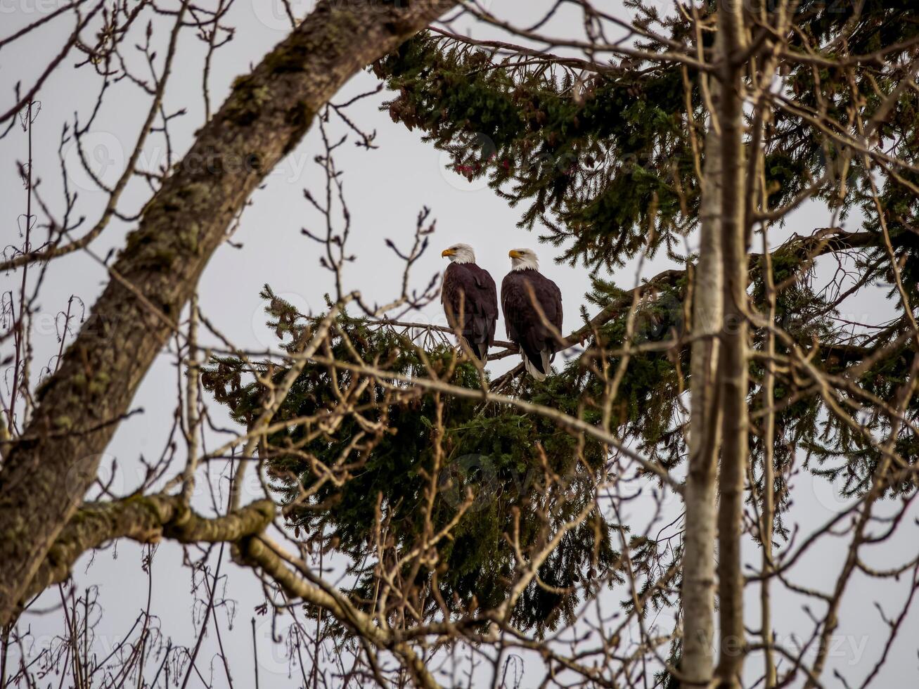 Two bald eagles perched on a branch in the trees photo