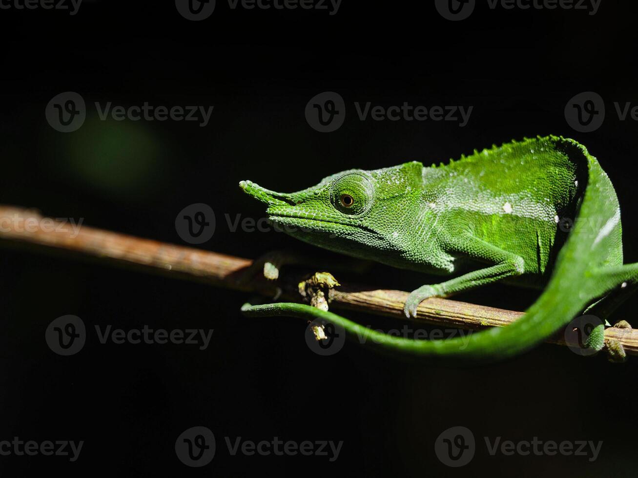 A green chameleon sitting on a branch photo