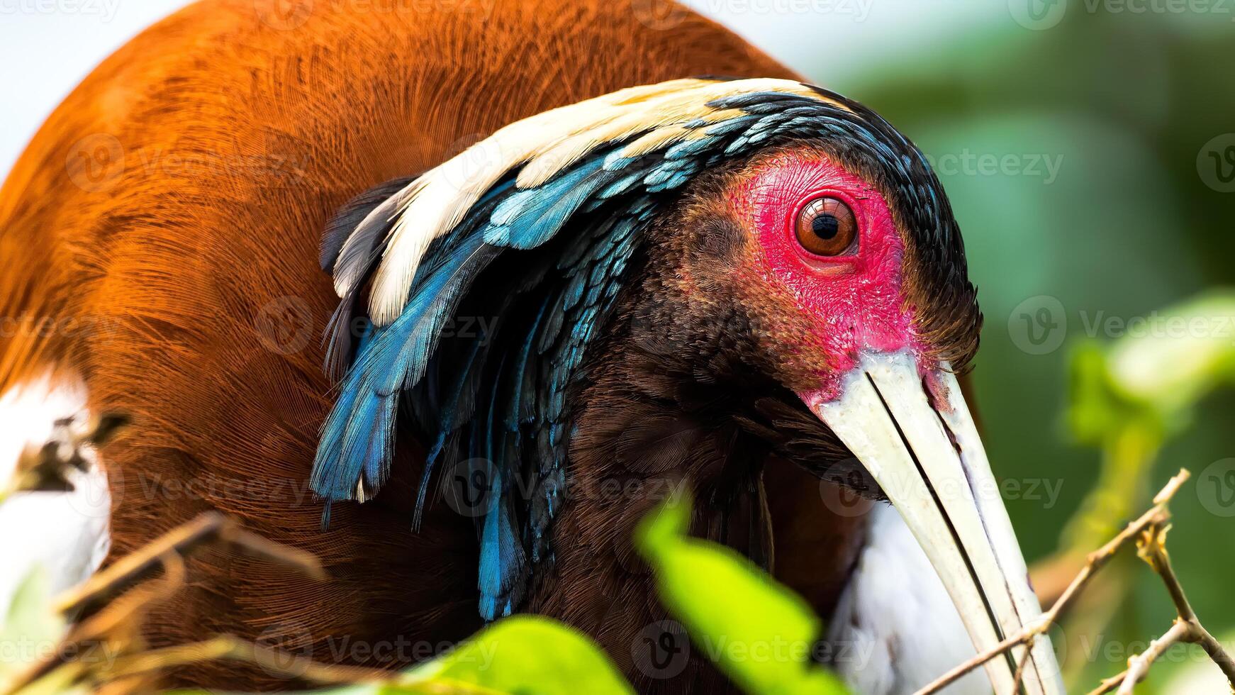 A bird with a long beak and a red and white head photo