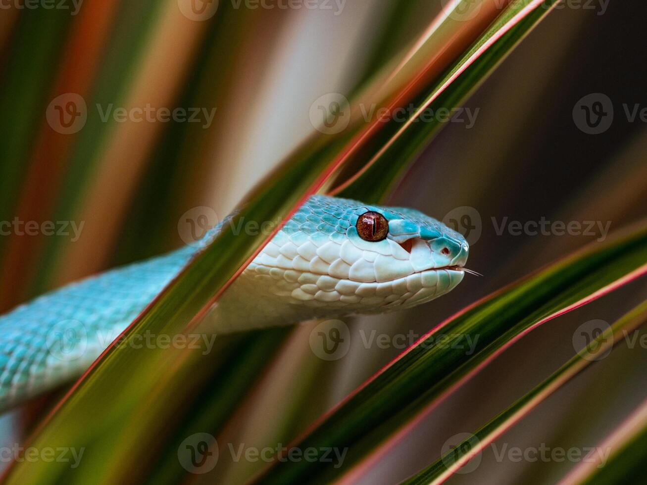 A blue snake is peeking out from behind some green leaves photo