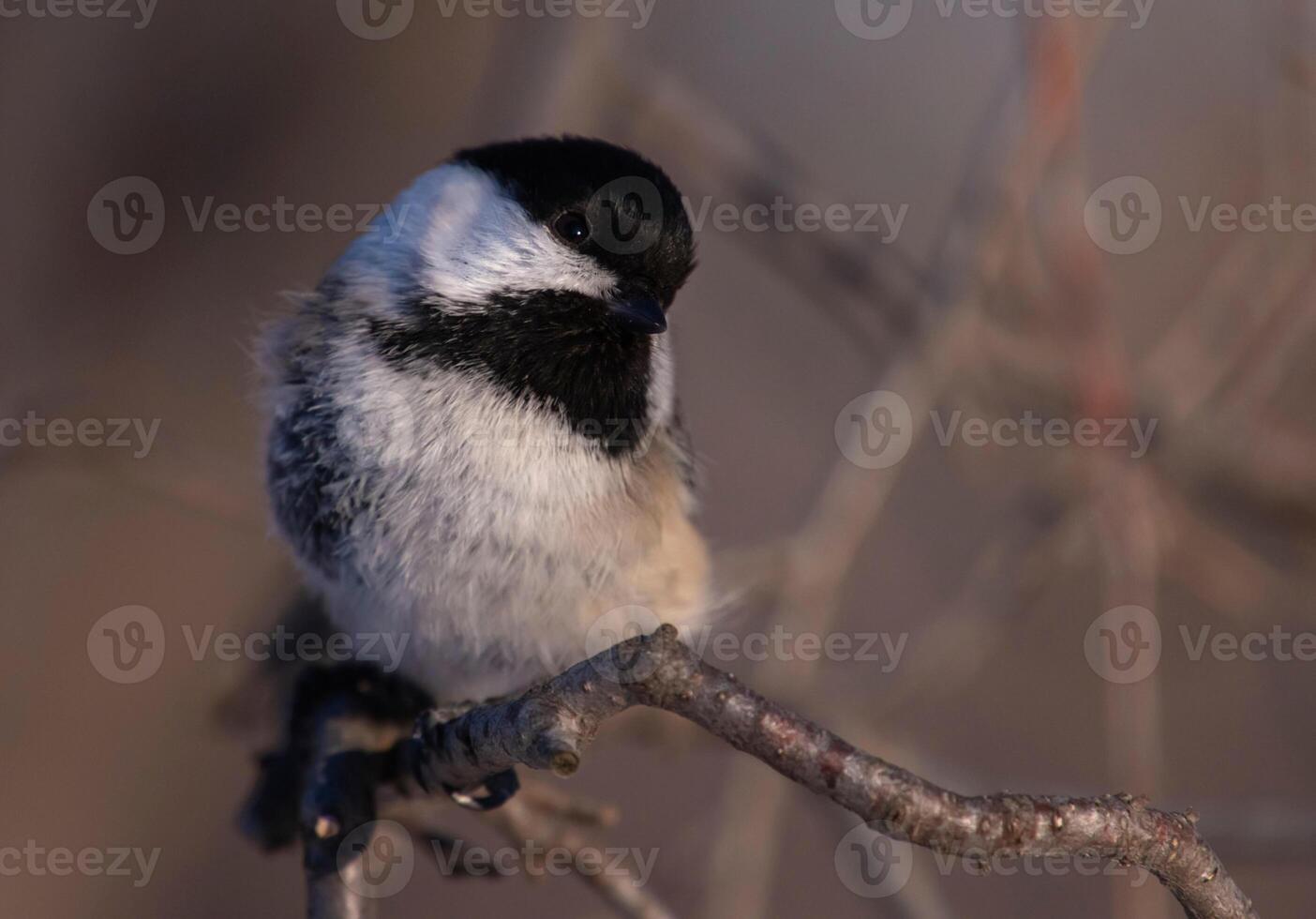 A small bird is sitting on a branch photo