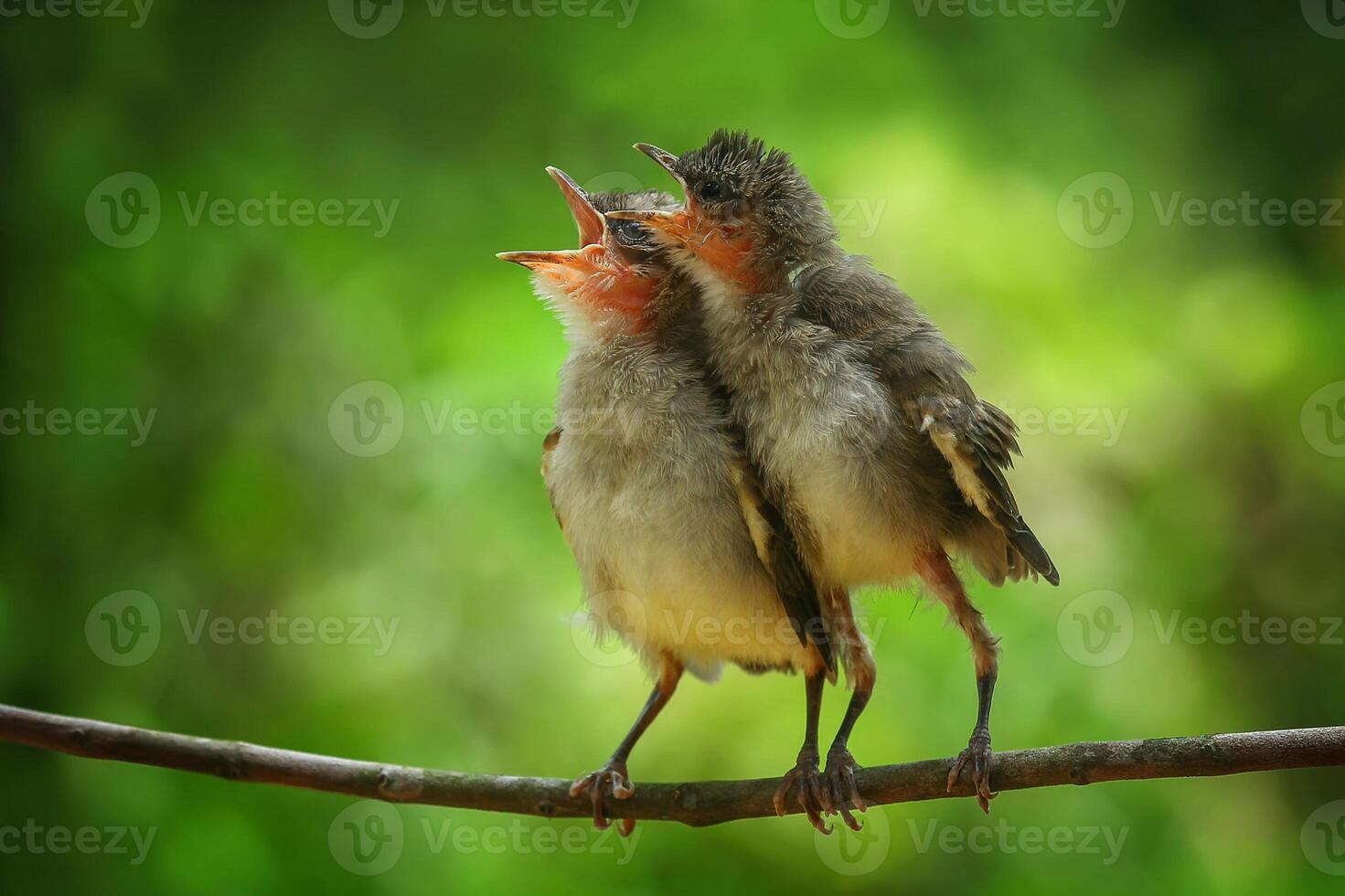 Two small birds sitting on a branch with their mouths open photo