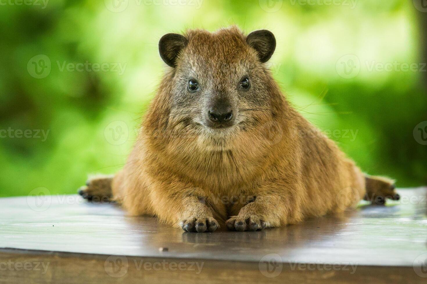 A small animal sitting on top of a table photo