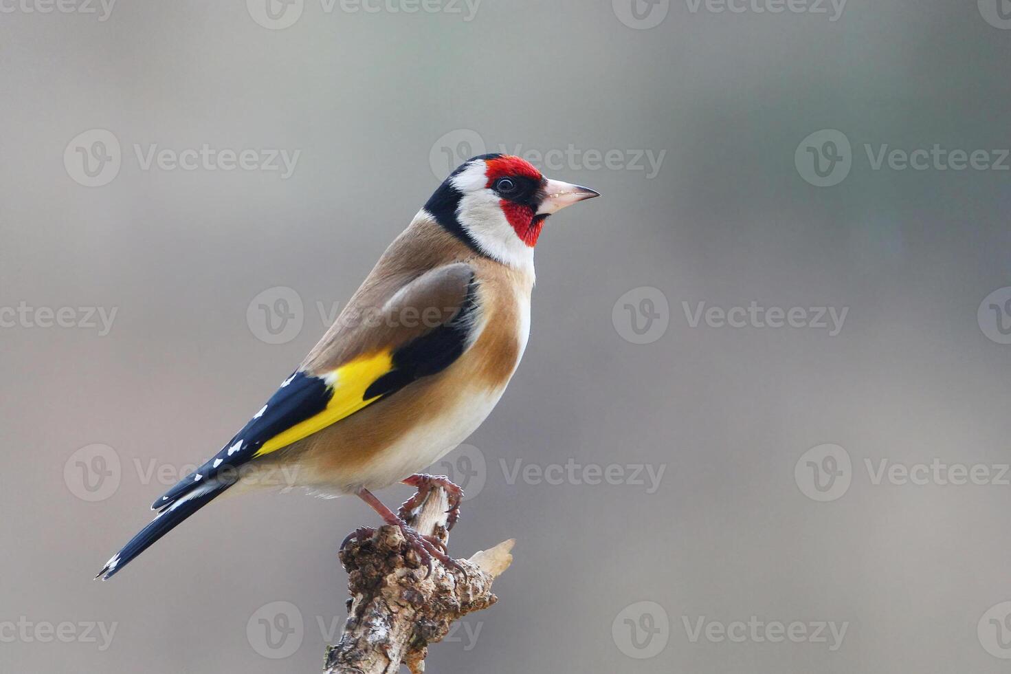 A bird with a red, yellow and black head photo