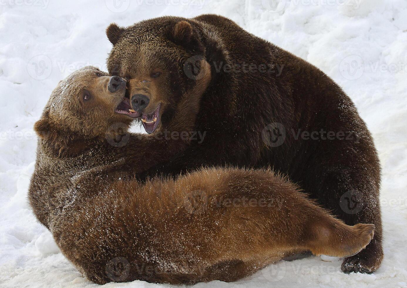 Two bears playing in the snow photo