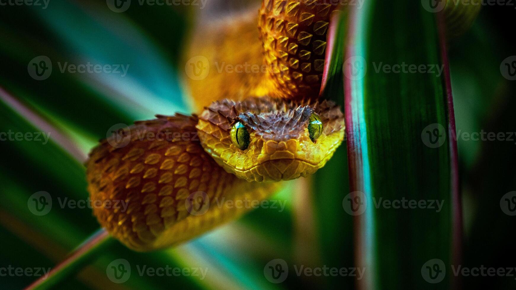 A snake is hiding behind a leaf photo