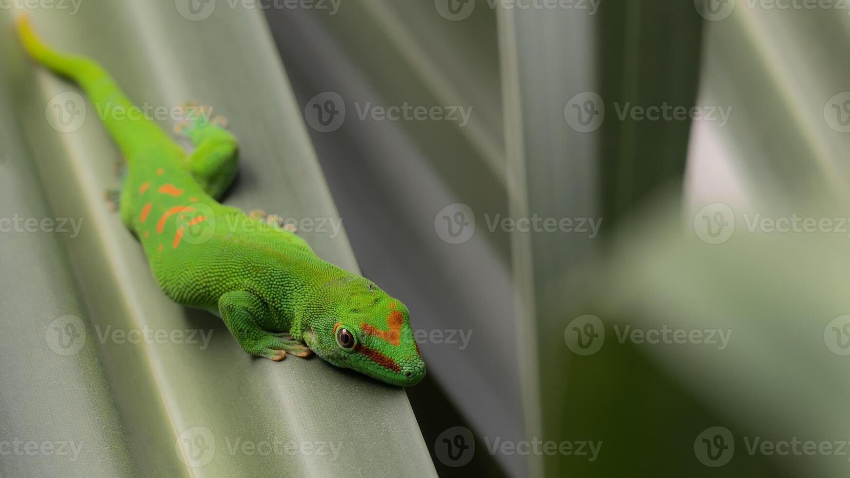 A green lizard with red spots on its back photo