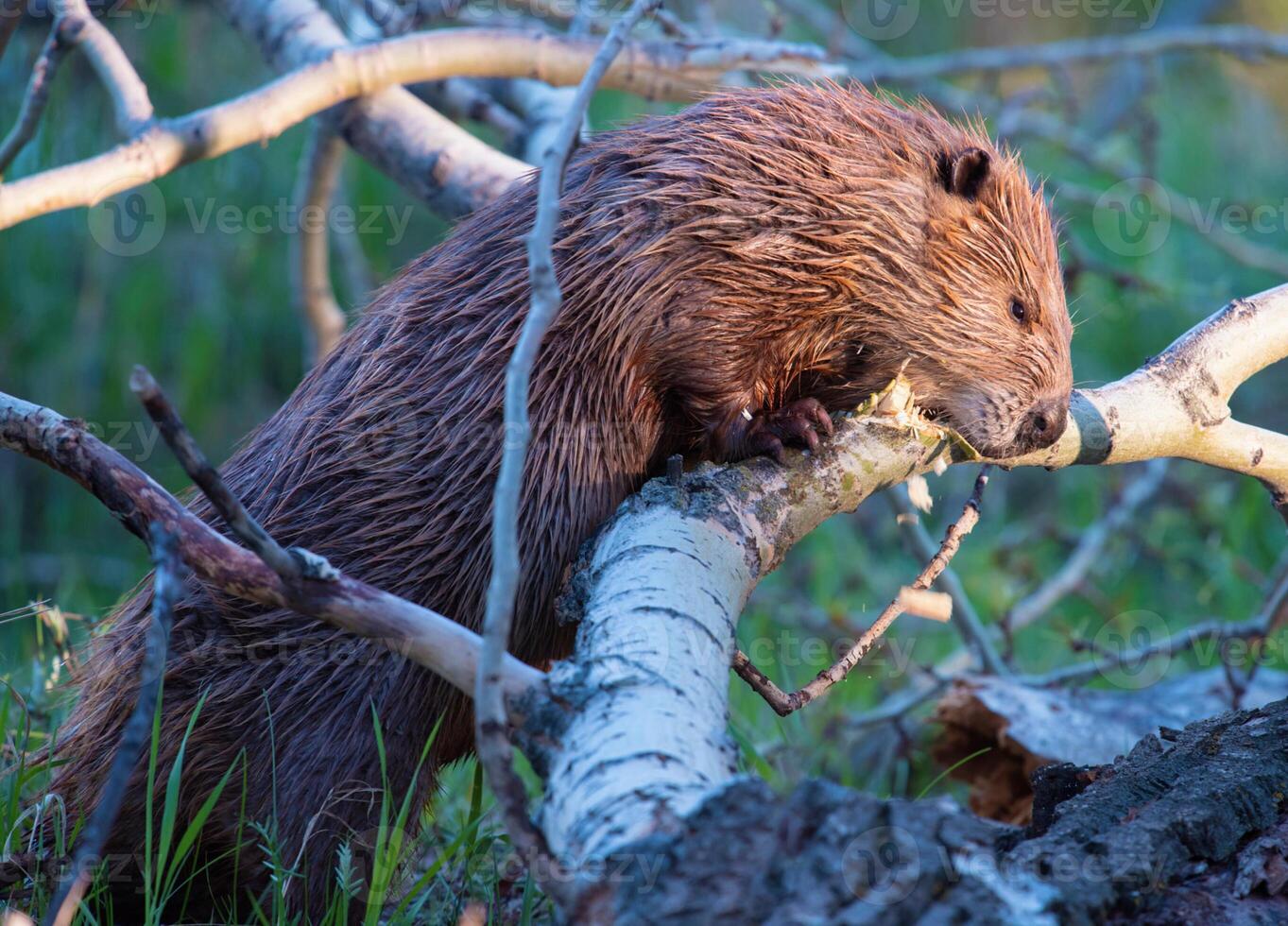 A beaver is eating a branch in the woods photo