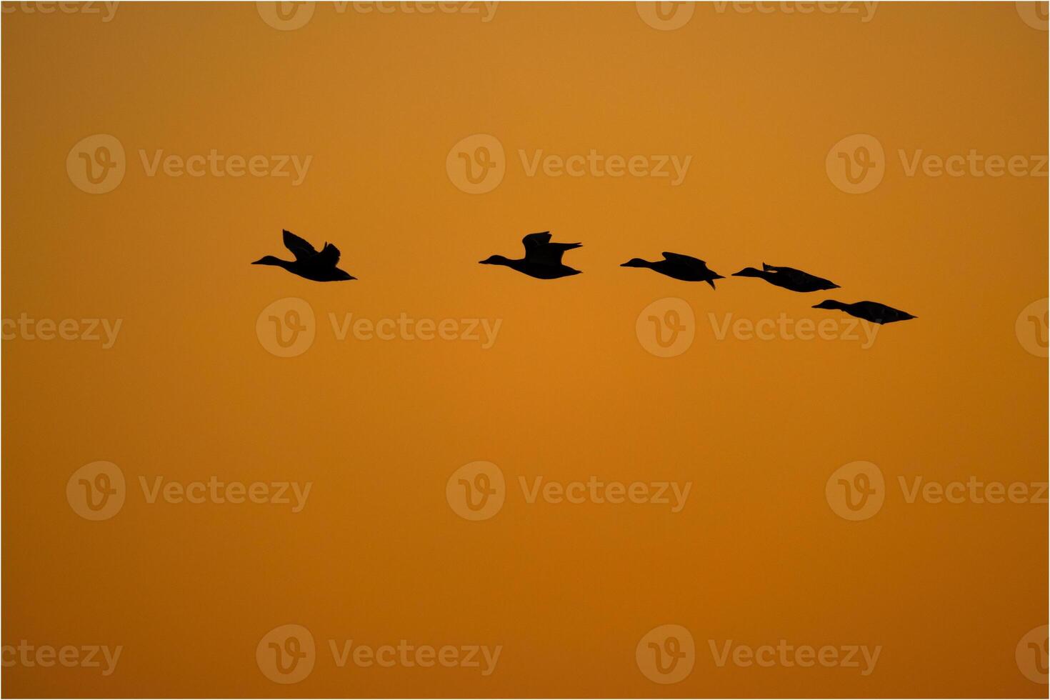 A flock of ducks flying in the sky photo