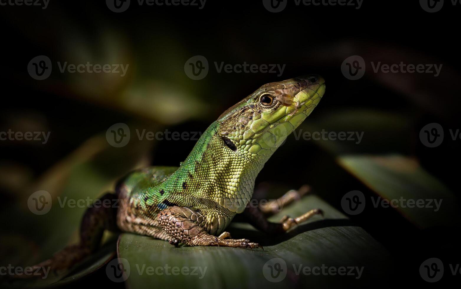 A green lizard sitting on a leaf photo