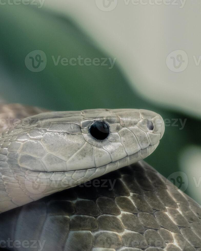 A close up of a snake's head with its eyes open photo