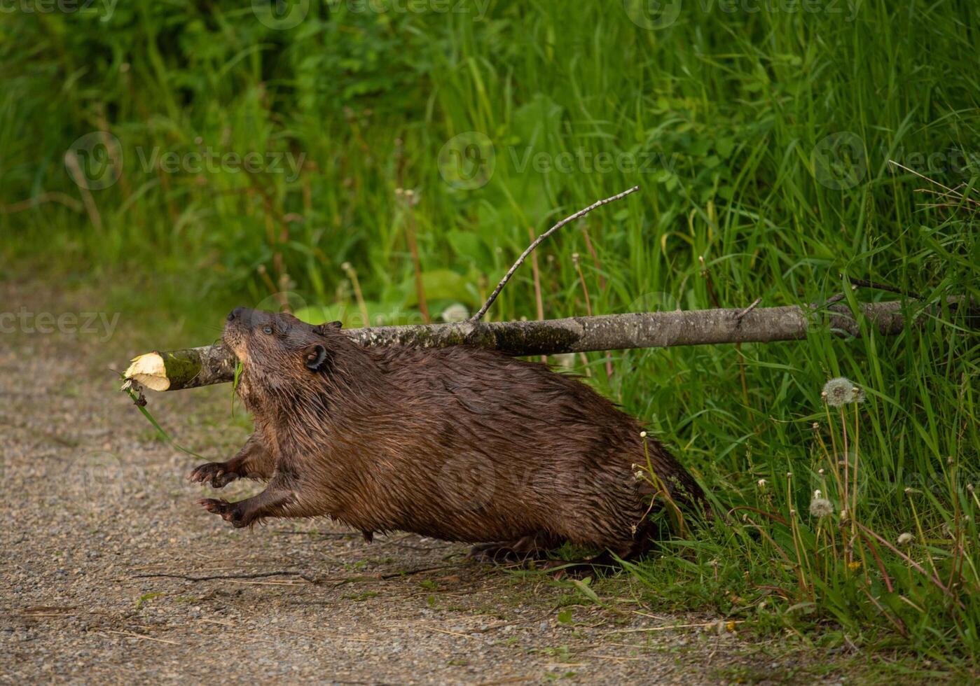 A beaver is carrying a stick on its back photo