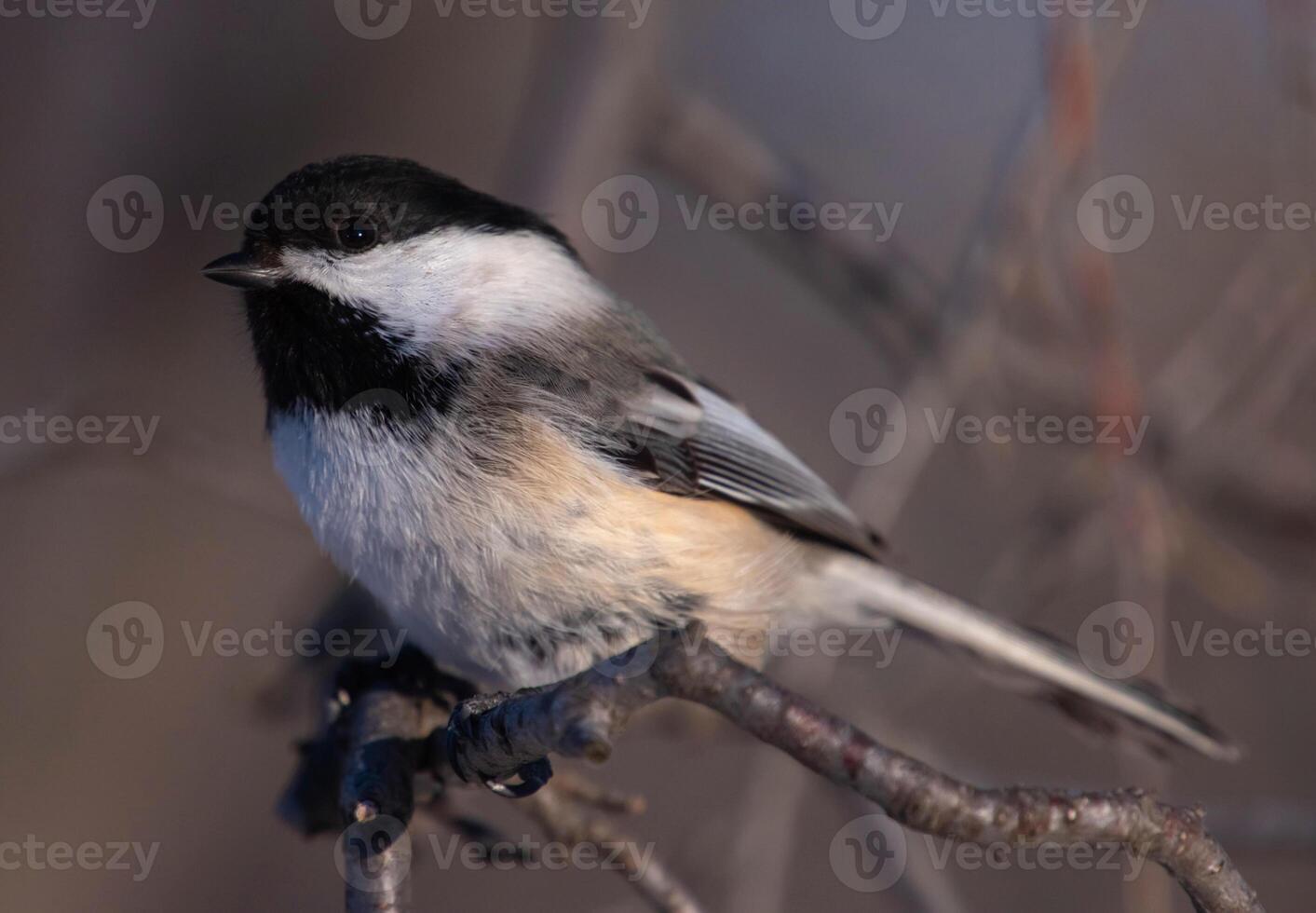 A black and white bird sitting on a branch photo
