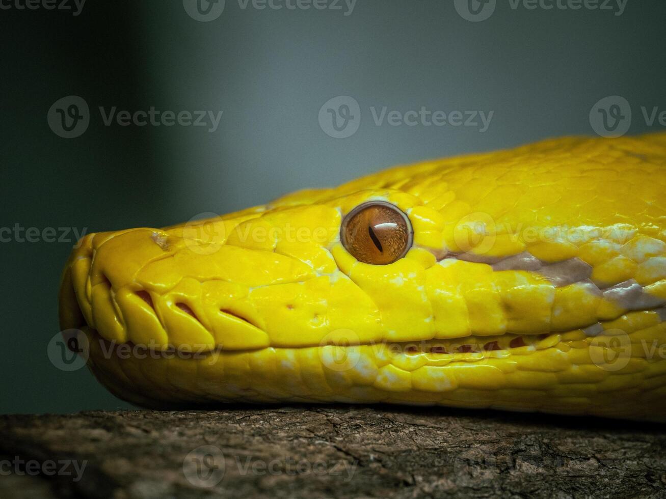 A yellow snake with its head on a branch photo