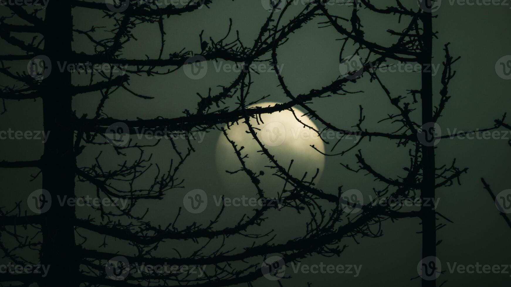 A full moon is seen through the branches of a tree photo