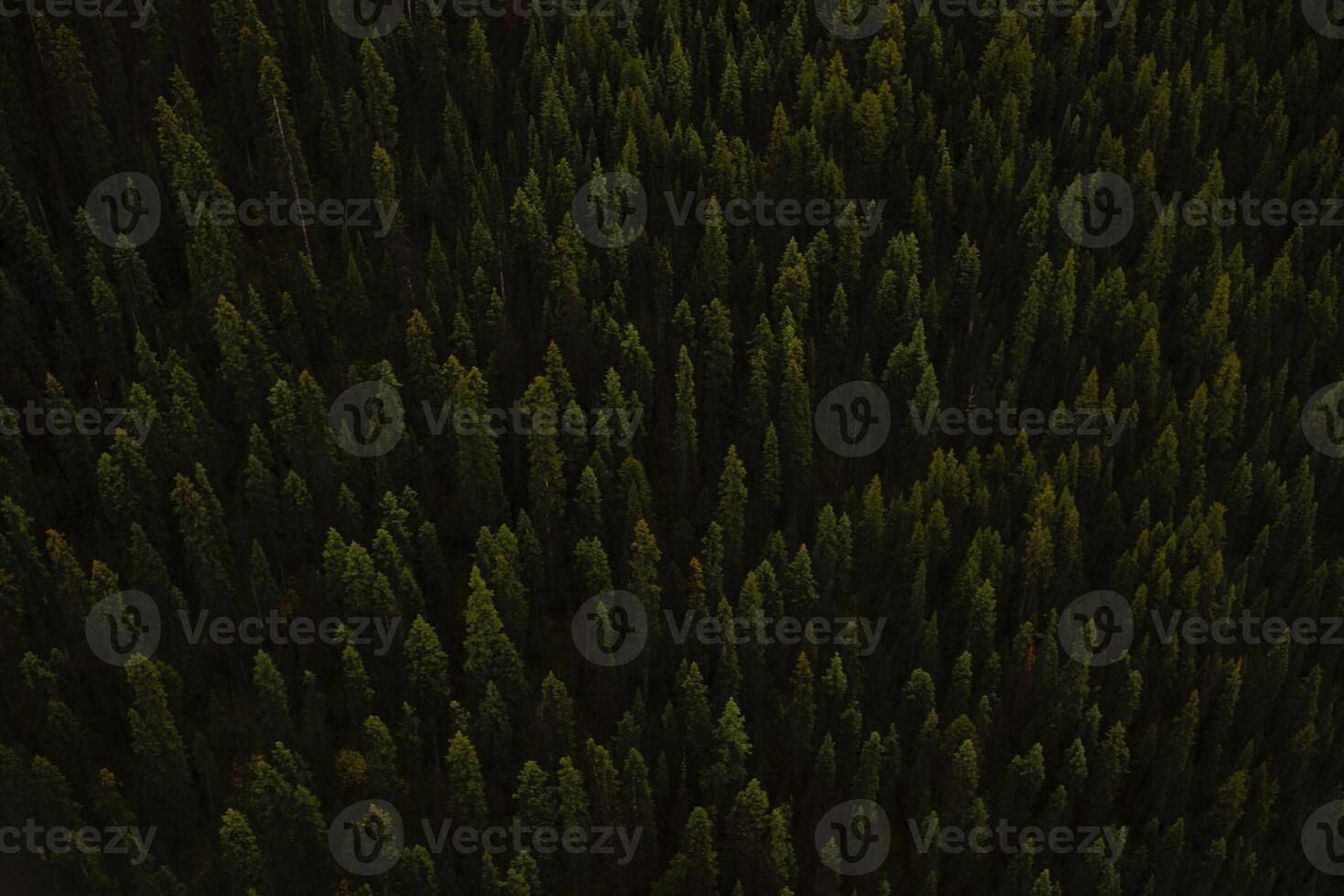 An aerial view of a forest with trees photo