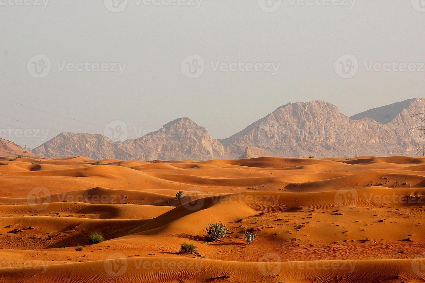 A large desert area with a few animals in it photo