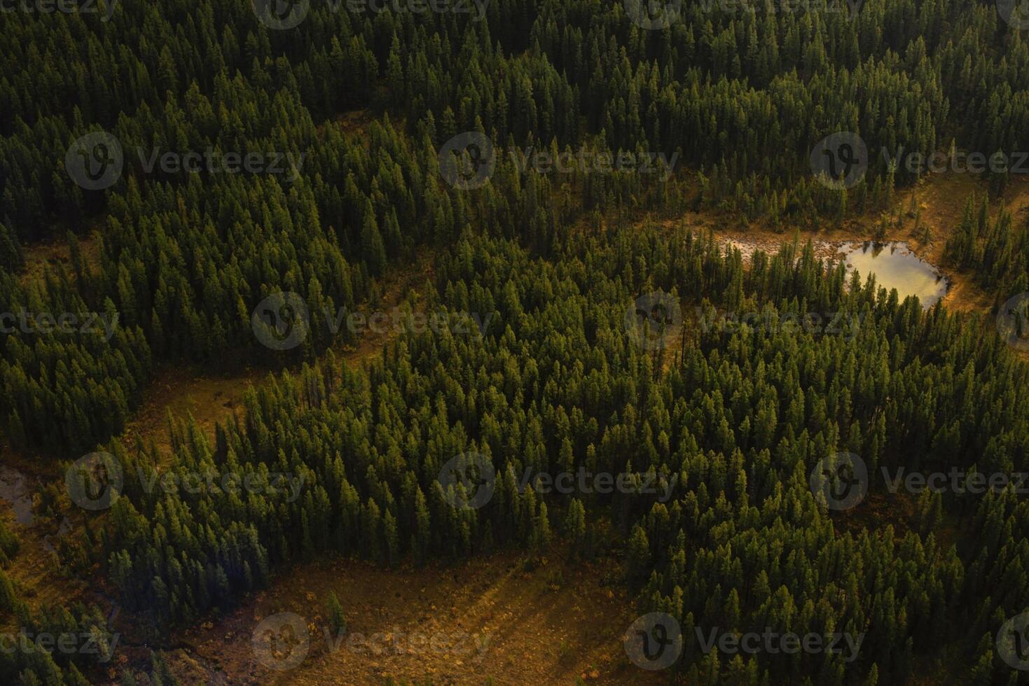 A forest with trees and a pond in the middle photo