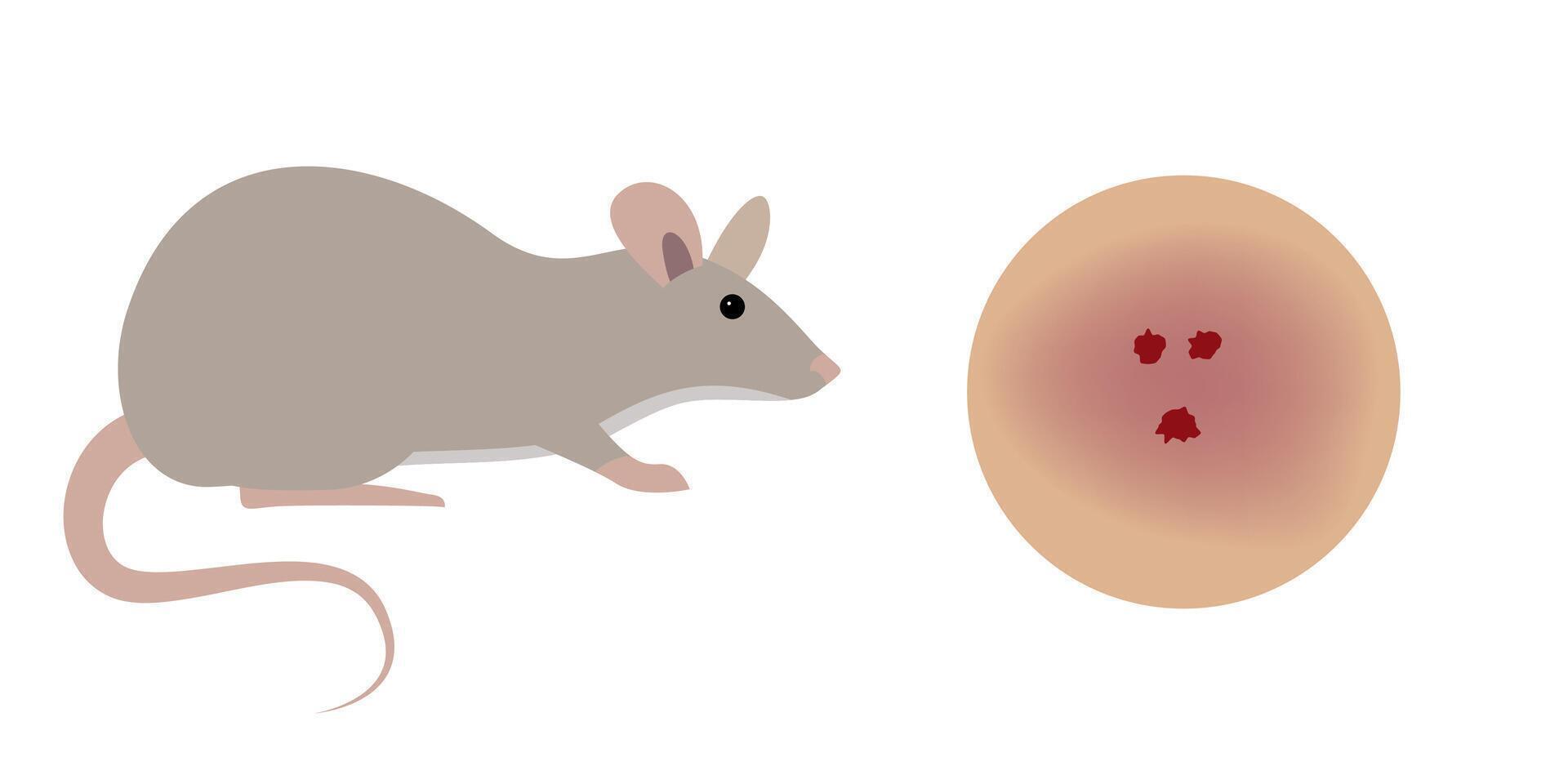 Gray rat biting human skin, bleeding wound and potential infection, risk of disease transmission from animals to humans through bites vector