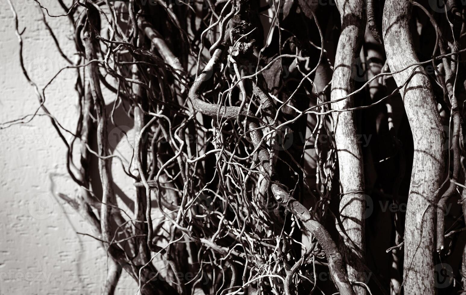 A black and white image capturing the intricate dance of intertwined branches against a wall. photo