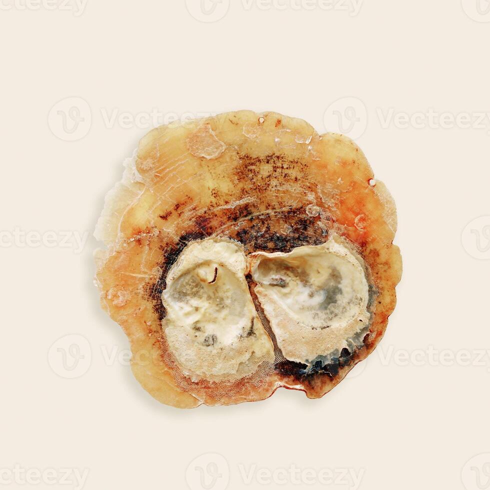 Minimal view Anomia seashell close up, oceanic aesthetic top view beige orange colored card, beautiful nautical shell, organic shape and textural details. Summer card nature inspired, neutral tones photo