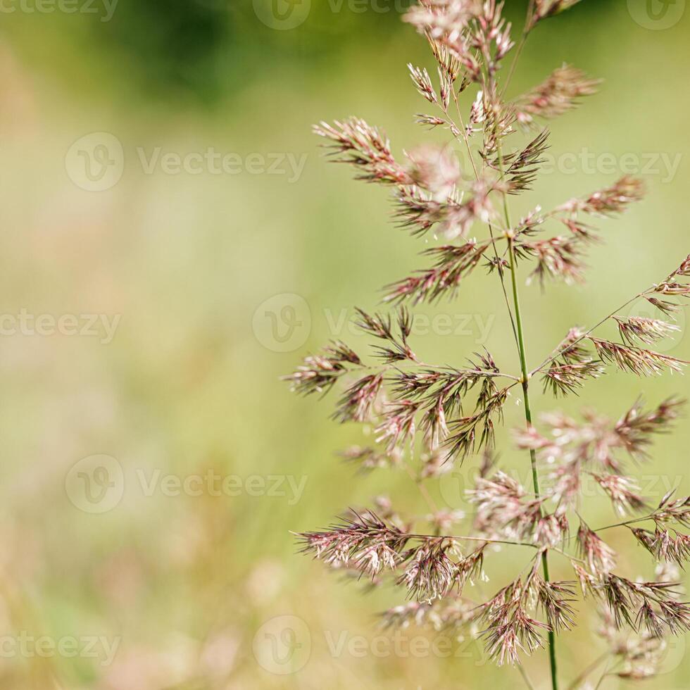 Delicate wild grass swaying in sunny meadow, beige green pastel color. Natural bokeh in background, tranquil and lightness nature. Texture of grass creating minimal aesthetic, beauty in nature photo