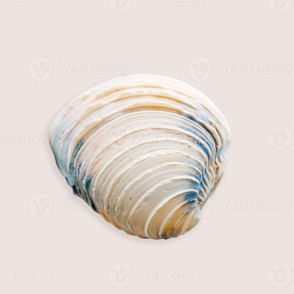 Minimal aesthetic top view Shell of mollusk blue ivory colored on neutral beige background. Natural one seashell with soft shadow, organic shape and macro texture detail, oceanic and sea life concept photo